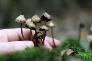 What are hallucinogens?