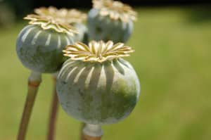 what is opium?